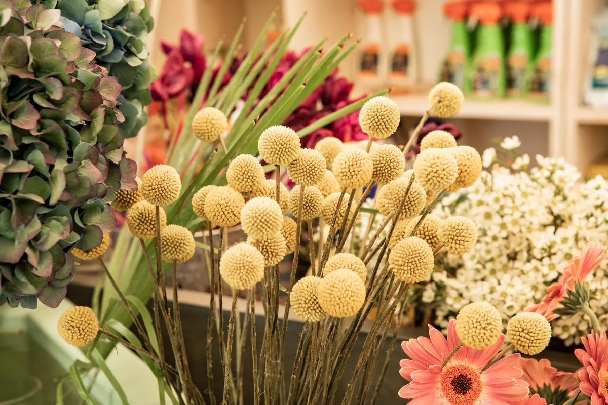 Craspedia gialle, ortensie e gerbere in vasi di vetro
