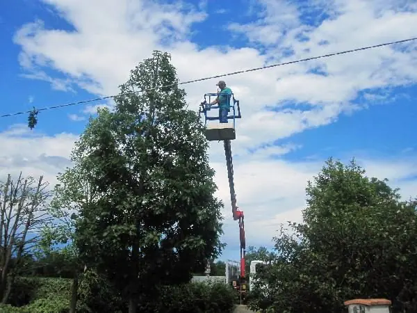 Potatura di un albero ad alto fusto con piattaforma aerea