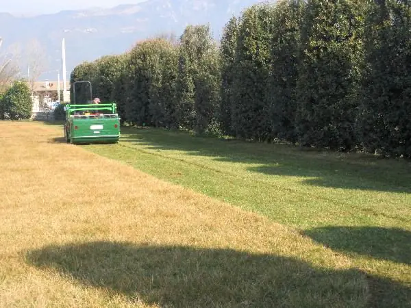Sfalcio di un ampio prato lungo una siepe di sempreverdi