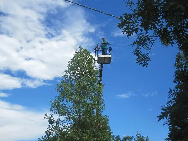 Piattaforma aerea sollevata in cima a un albero alto da potare