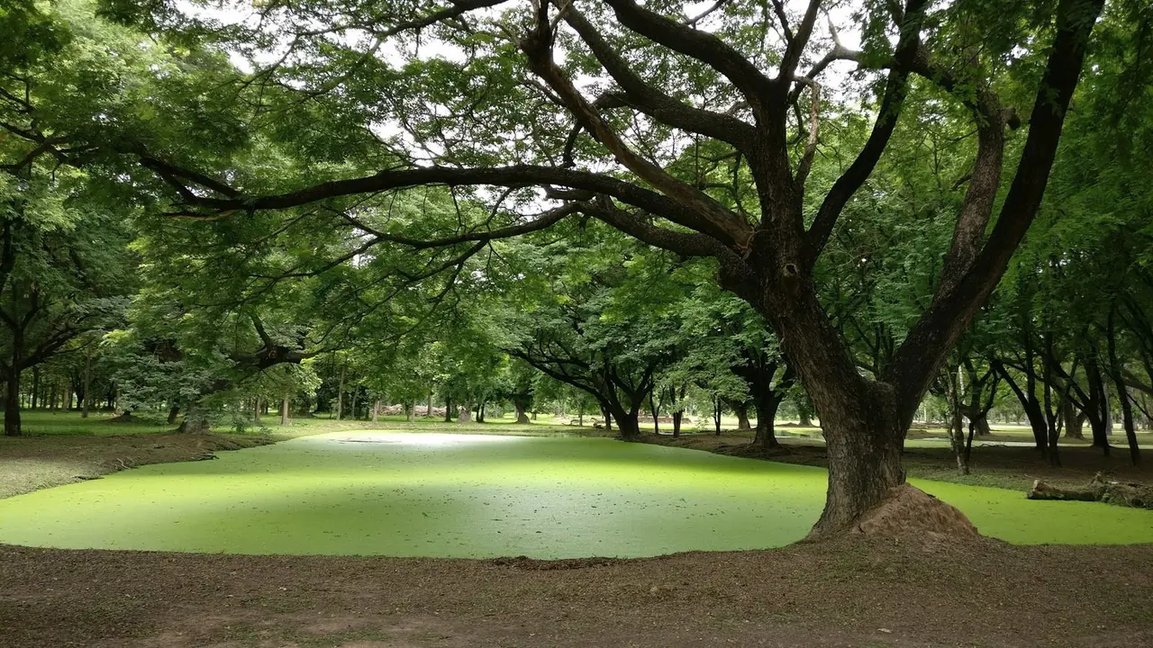 Parco con alberi ad alto fusto e specchio d'acqua, manutenzione di grandi superfici a verde
