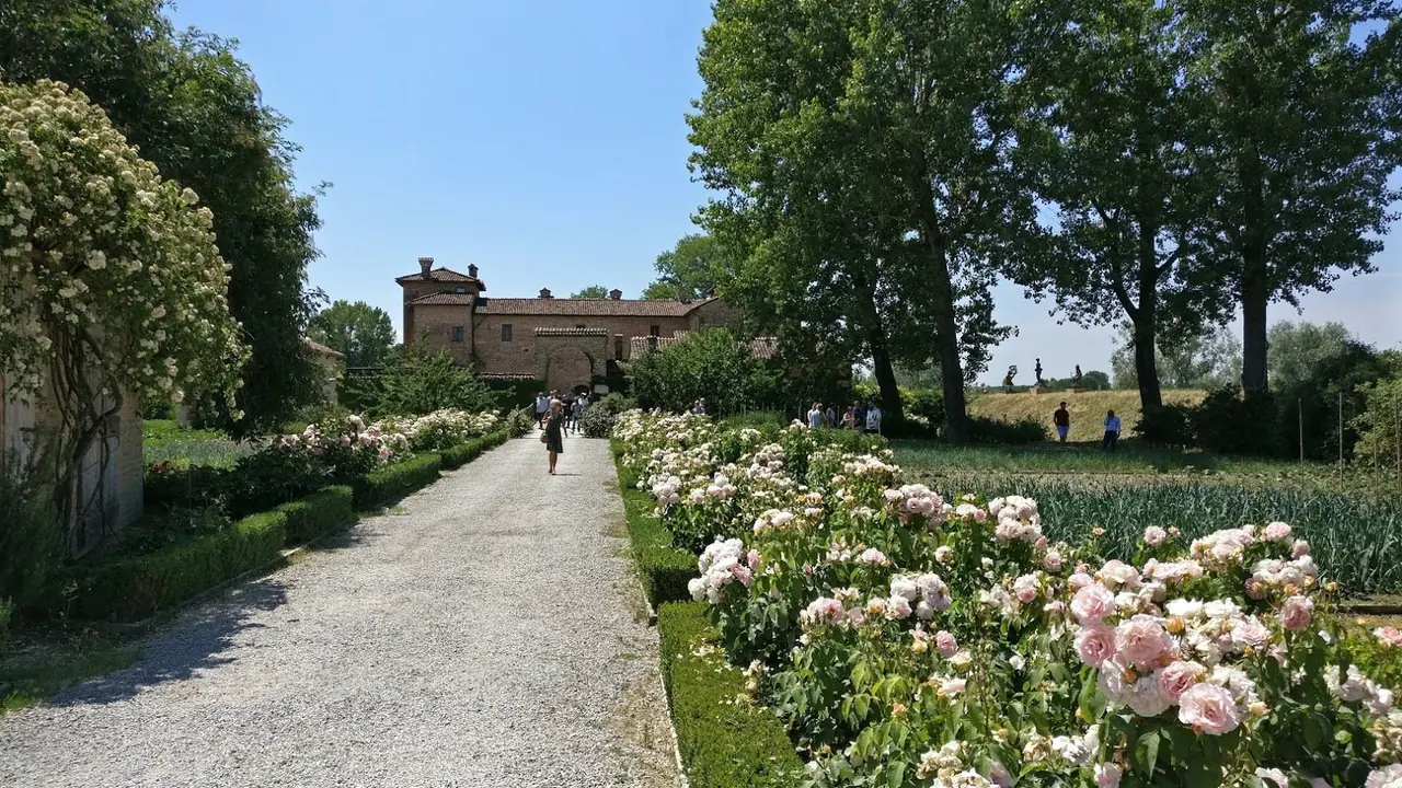Vialetto in ghiaia bordato da roseti in fioritura verso una villa storica