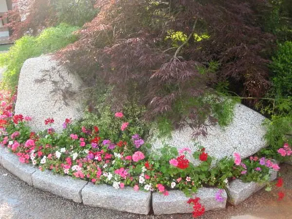 Aiuola in ghiaia con acero rosso e tappeto di fioriture