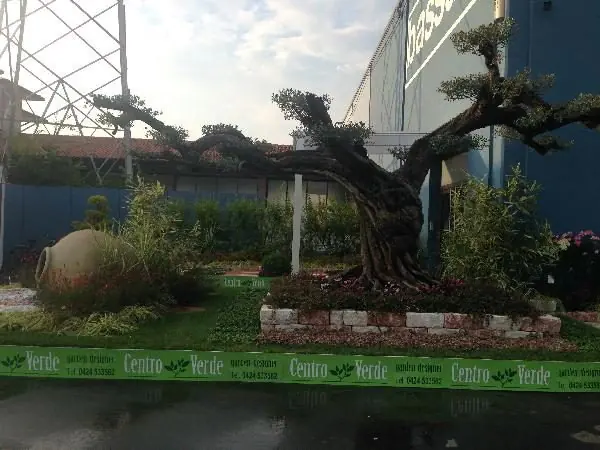 Olivo secolare messo a dimora come esemplare in un giardino espositivo