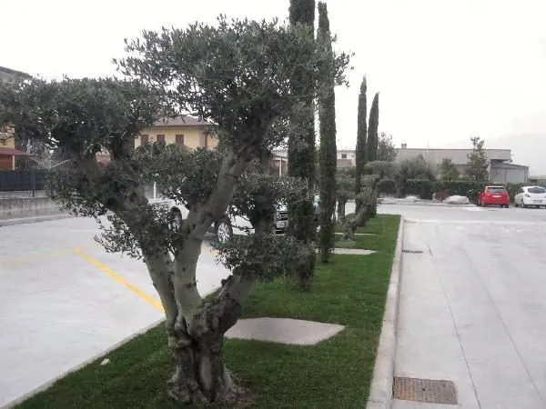 Filare di olivi in un'area verde urbana con siepe di cipressi