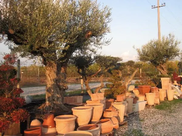 Esemplari di olivo e vasi in cotto nel piazzale del vivaio