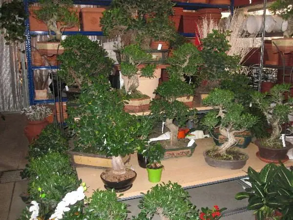 Reparto bonsai con esemplari in esposizione