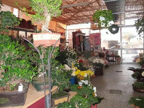 Interno della fioreria con piante da appartamento e fiori recisi