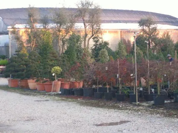Piazzale del vivaio con alberi e arbusti in vaso