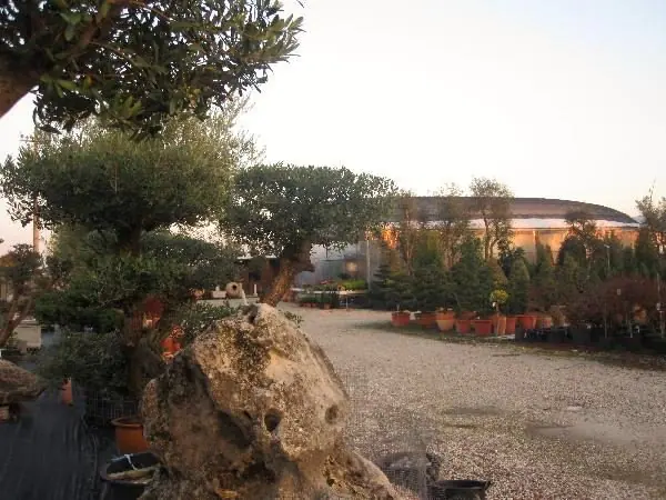 Olivo modellato e piante topiarie nel piazzale del vivaio