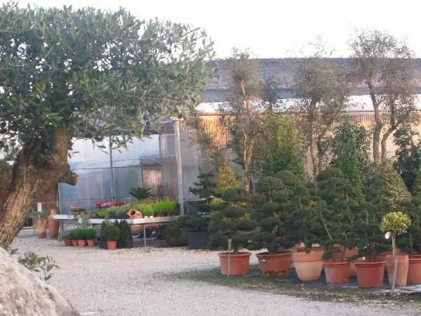 Sempreverdi e conifere in vaso pronti per la messa a dimora