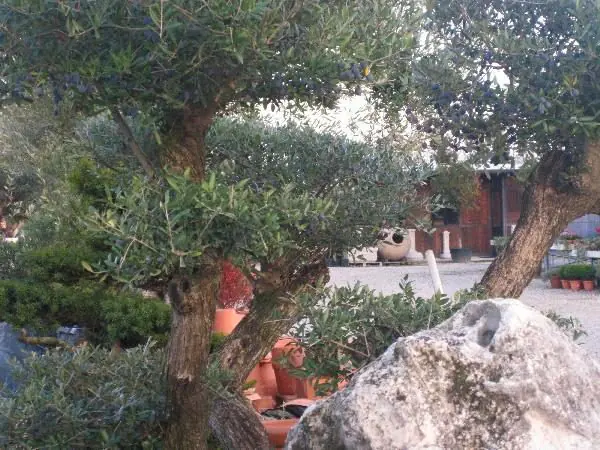 Olivo secolare con chioma modellata accanto a un masso ornamentale