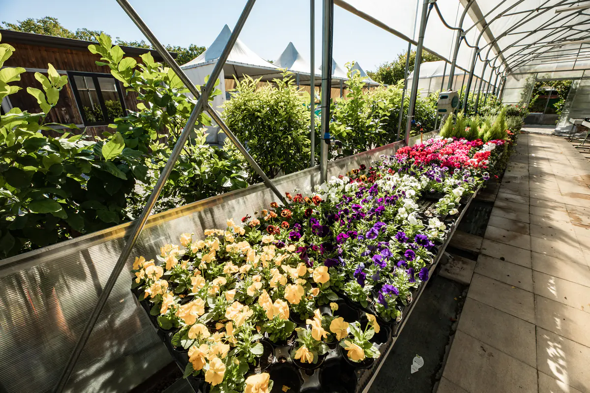 Serra del vivaio di Centro Verde con bancali di fiori stagionali